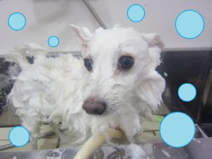 シャンプースピッツ