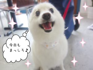 仕上がりスピッツ