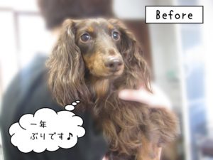 よろしくダックス