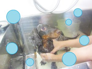 シャンプーダックス