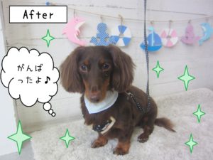 仕上がりダックス