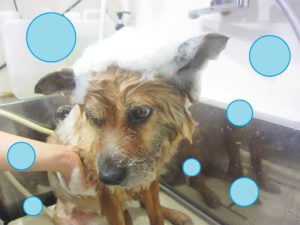 シャンプーしば