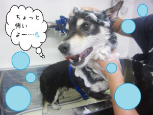 シャンプーしば