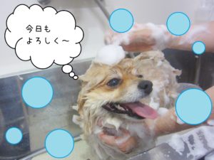 シャンプーポメ