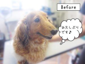 よろしくダックス