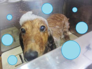 シャンプーダックス