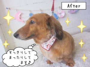 仕上がりダックス