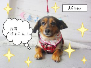 仕上がりミックス