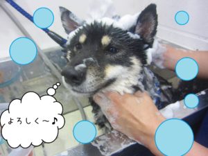 シャンプー豆柴