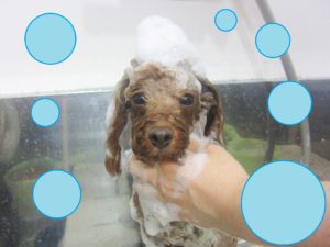 シャンプートイプー