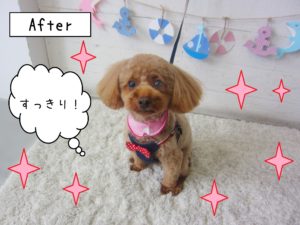 仕上がりトイプー