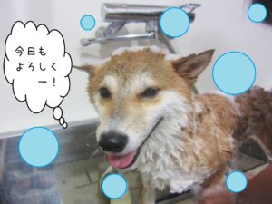 シャンプーしば