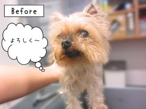 よろしくヨーキー