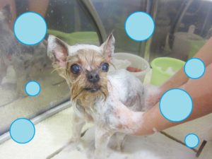 シャンプーヨーキー