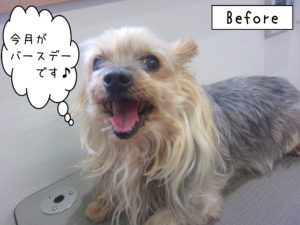 よろしくヨーキー