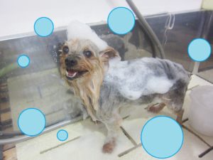 シャンプーヨーキー