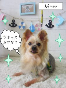 仕上がりヨーキー