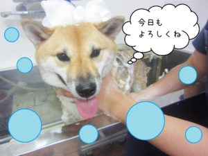 シャンプーしば