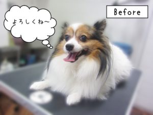 よろしくパピヨン