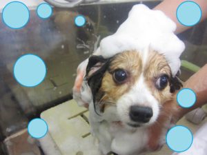 シャンプーパピヨン