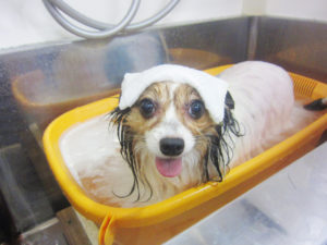 お風呂パピヨン