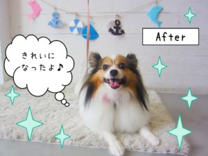 仕上がりパピヨン