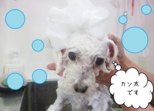 シャンプートイプー