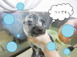 シャンプートイプー