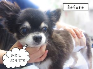 よろしくチワワ