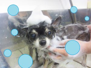 シャンプーチワワ