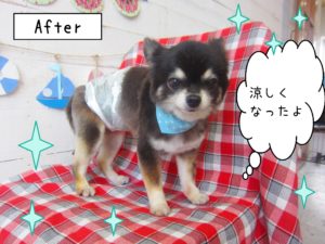仕上がりチワワ