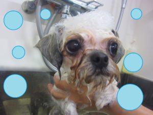 シャンプーミックス