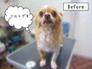 よろしくチワワ