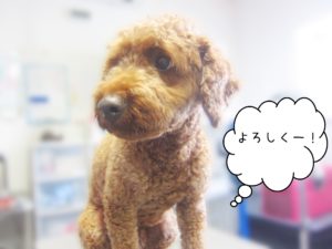よろしくトイプー