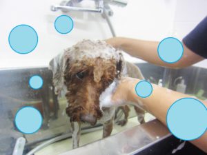 シャンプートイプー