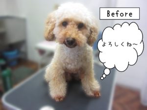 よろしくトイプー