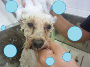 シャンプートイプー