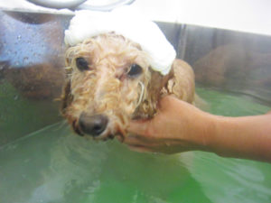 お風呂トイプー