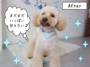 仕上がりトイプー