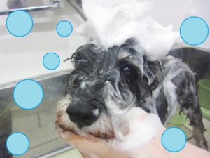 シャンプーMシュナ