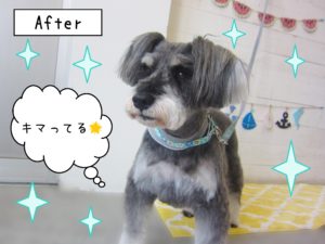 仕上がりMシュナ