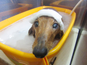 お風呂ダックス