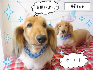 仕上がりダックス