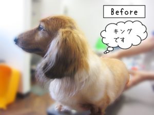 よろしくダックス