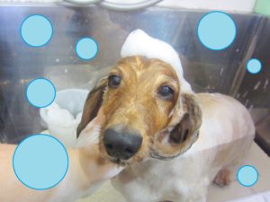 シャンプーダックス