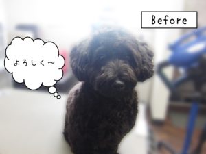 よろしくミックス