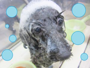 シャンプーミックス