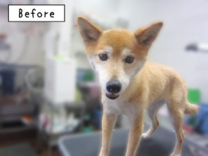 MIXのりーちゃんカット前