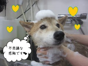 MIXのりーちゃんシャンプー中