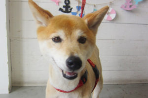 りーちゃんアイキャッチ